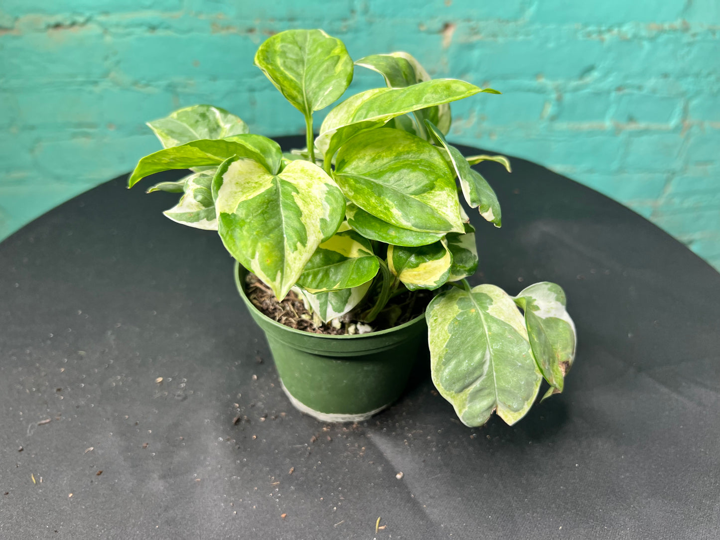 Pothos Pearls & Jade 4”