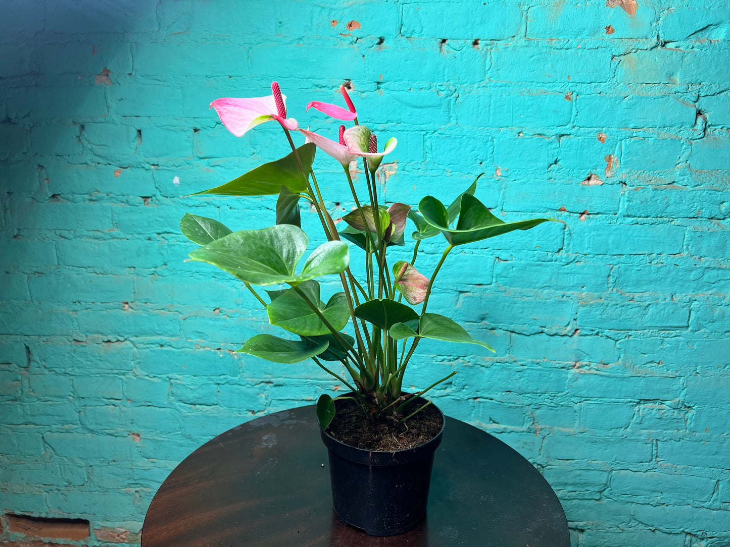 Anthurium White and Pink  6”