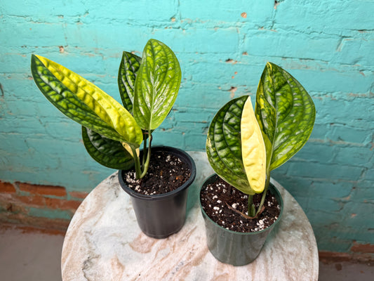 Monstera Peru Variegated 4”