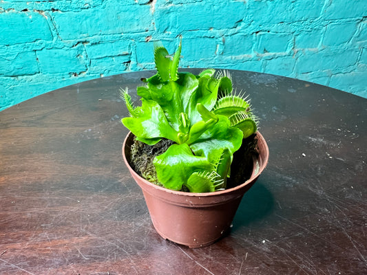 Venus Fly Trap