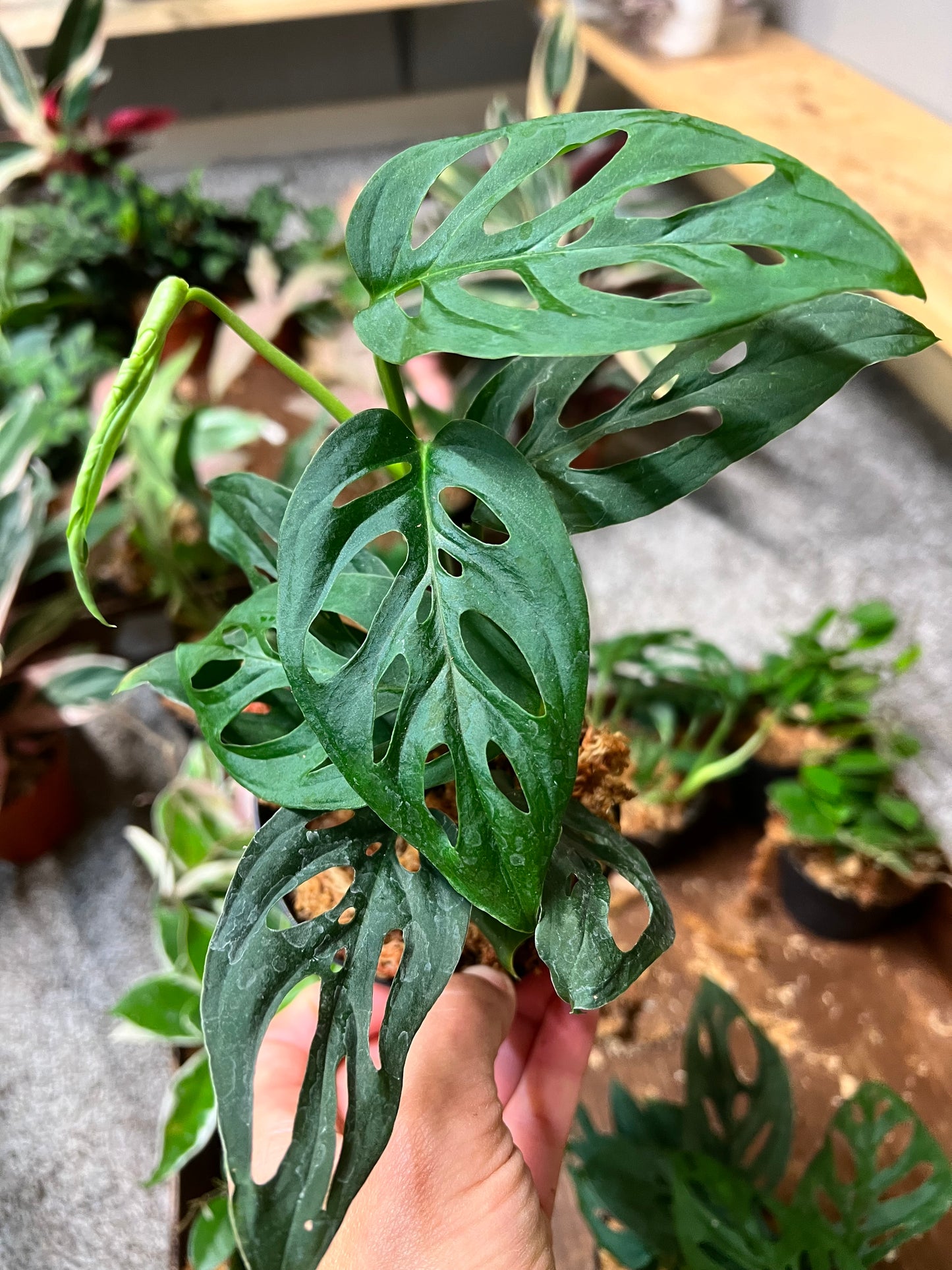 Monstera Esqueleto