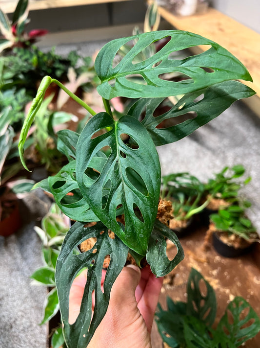 Monstera Esqueleto