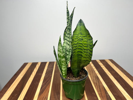 Snake Plant 4”