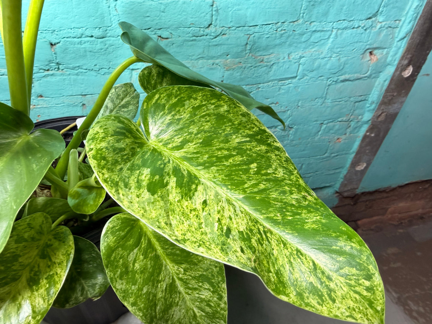 Philodendron Giganteum Blizzard 10”