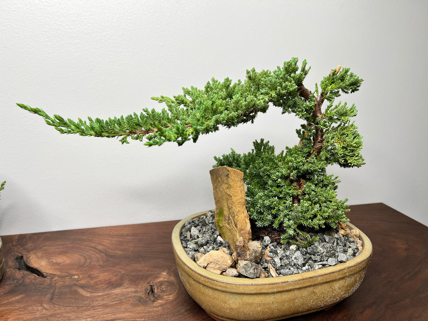 Bonsai tree 10” (5 year old)