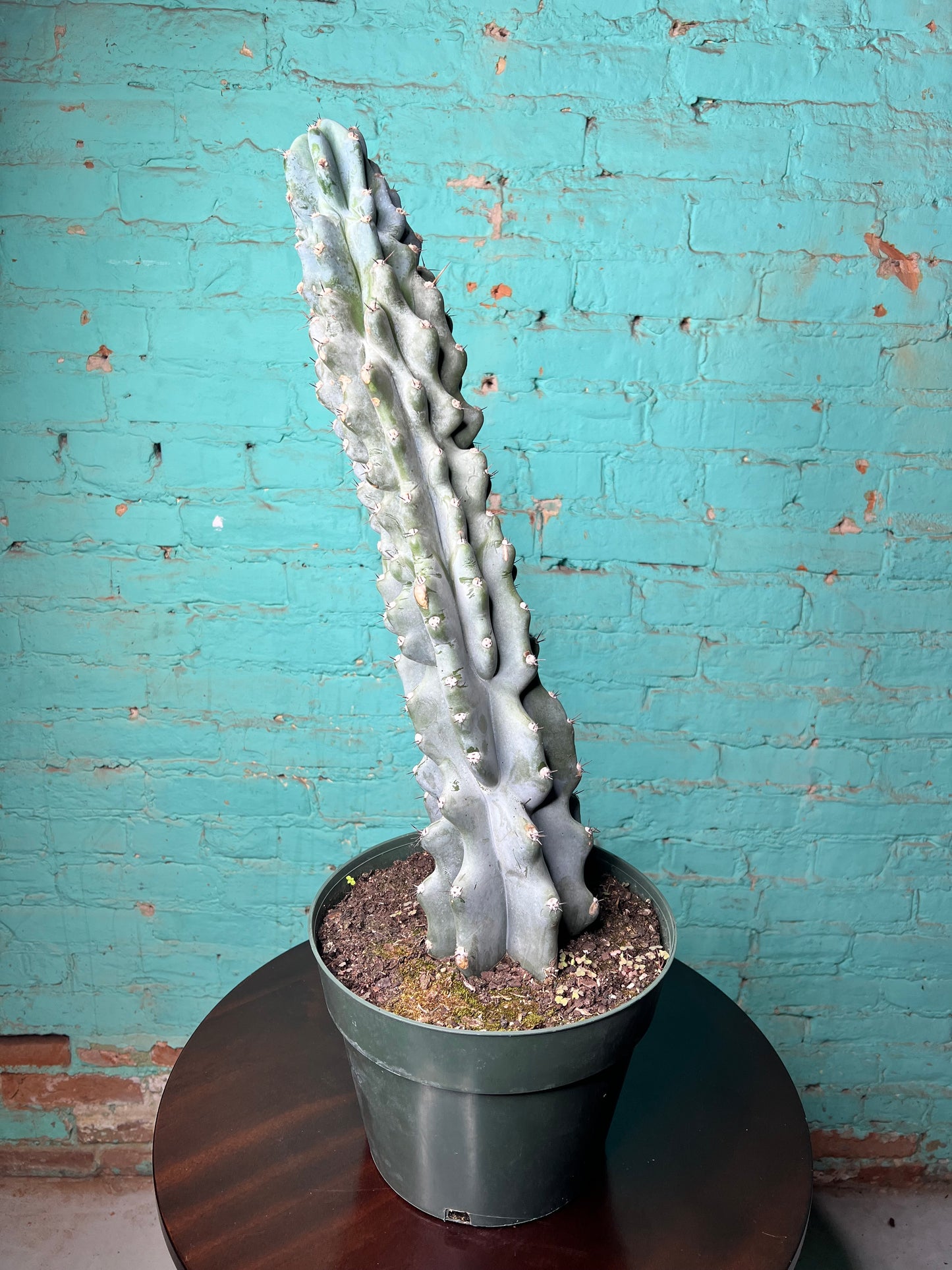 Cereus Monstrosus (Crested Apple Cactus) 10”