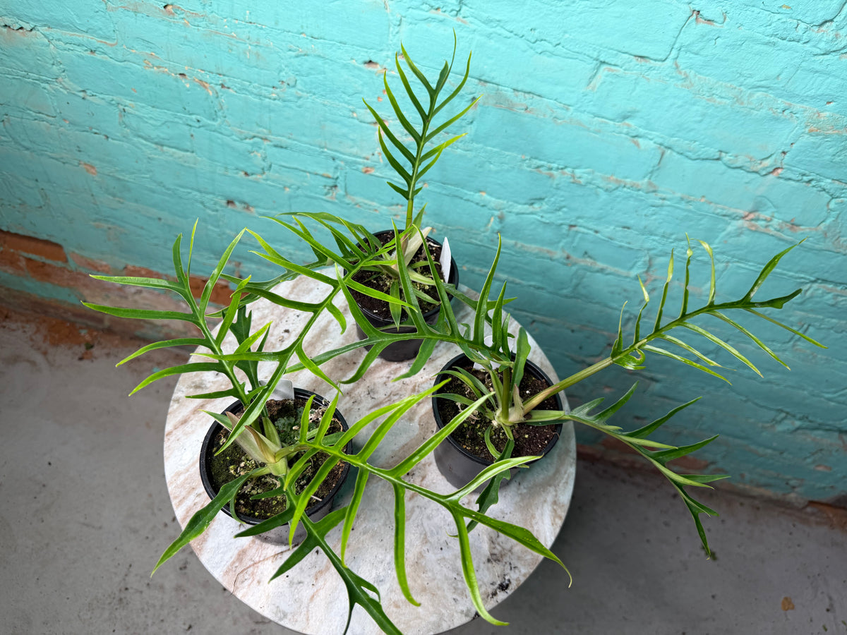 Philodendron Tortum 4”