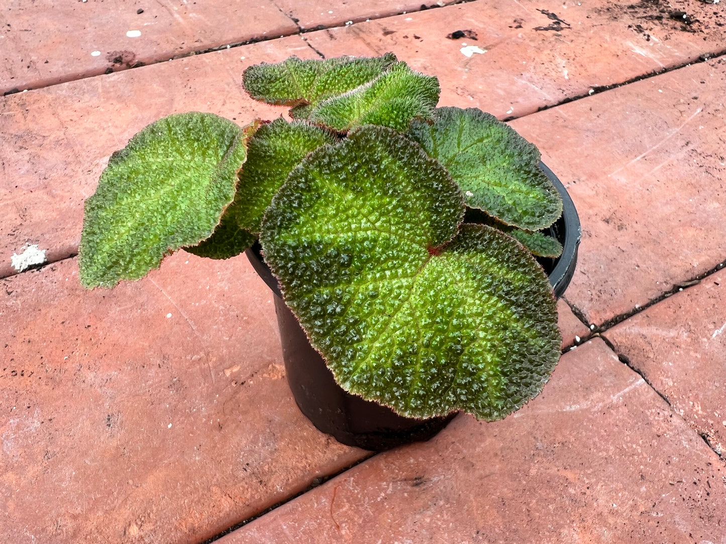 Begonia Iron Cross 4”