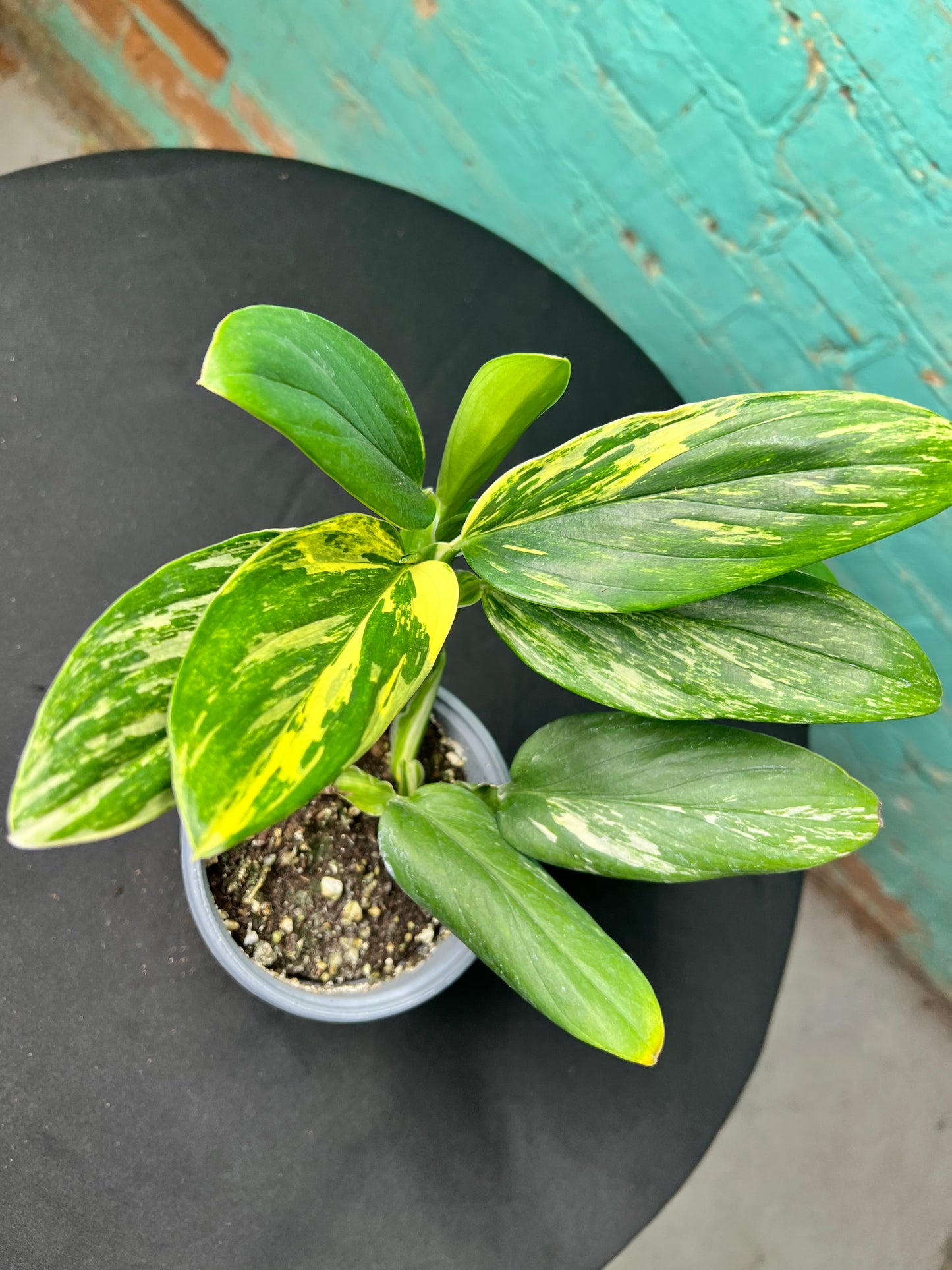 Monstera Standleyana Variegated