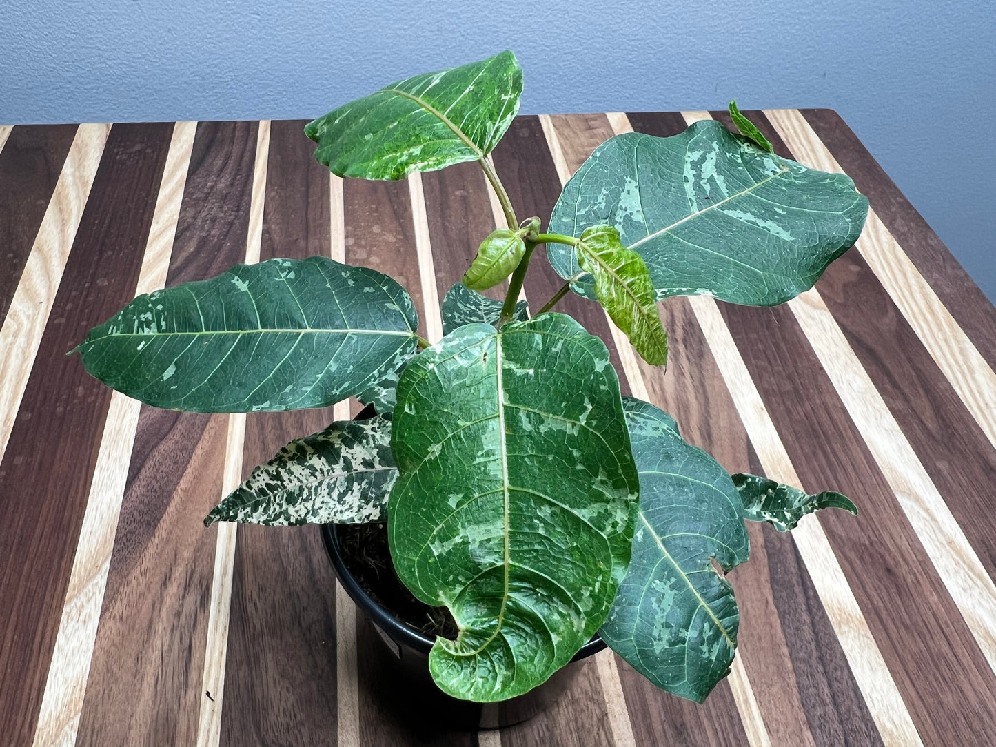 Ficus-Aspera (clown fig)