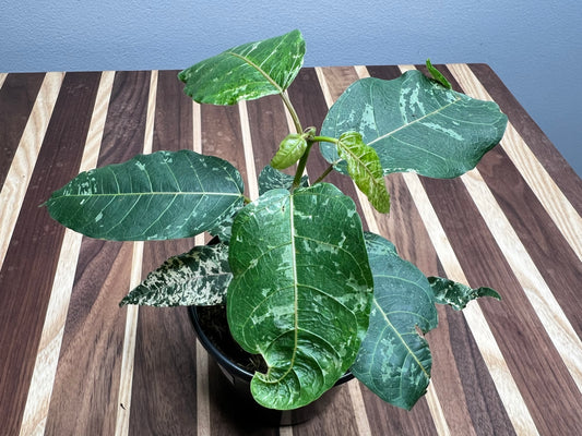 Ficus-Aspera (clown fig)