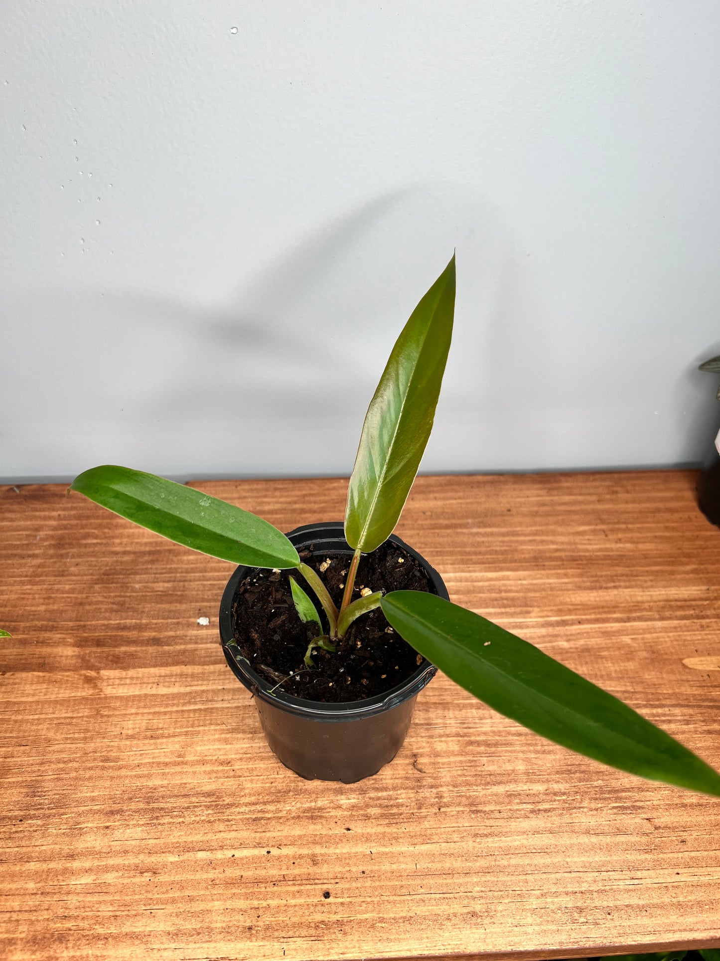 Caramel Pluto philodendron 4”