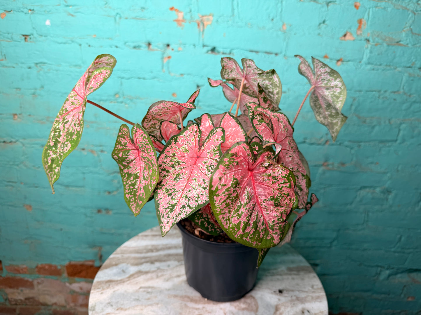 Caladium 6” ‘Pink Beauty’
