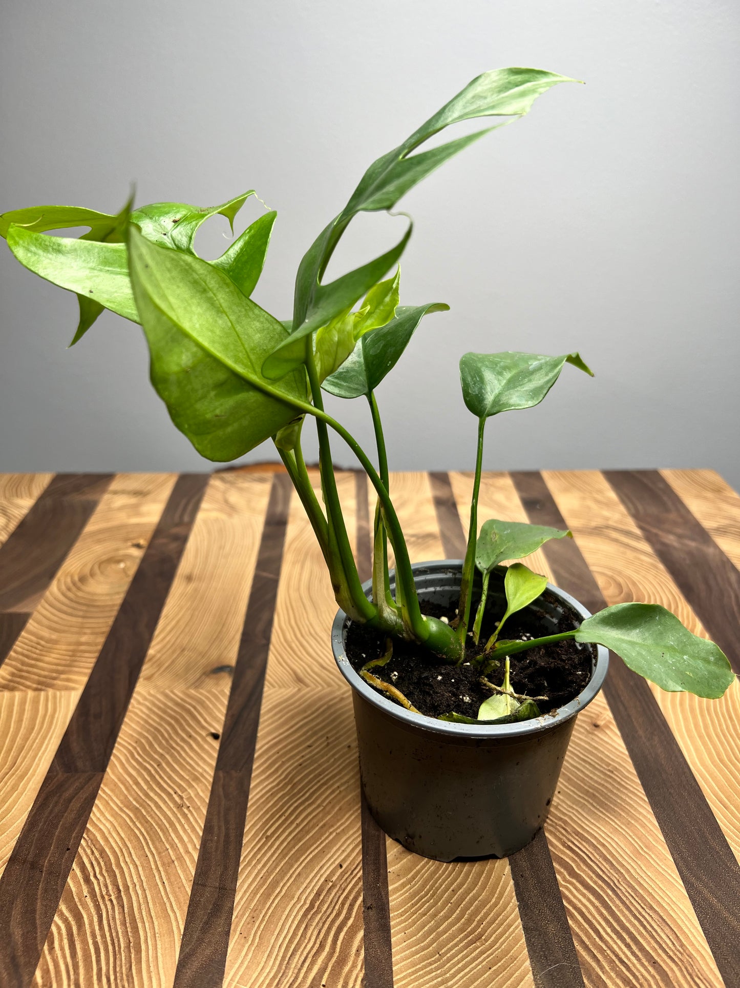 Mini Monstera