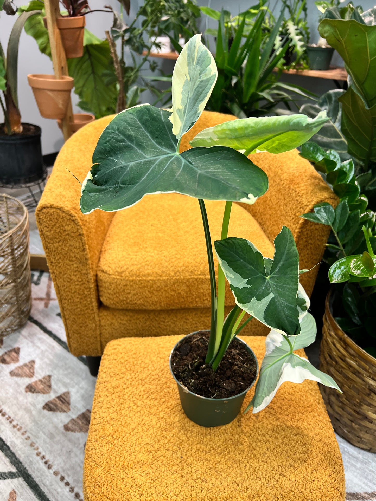 Alocasia-Mickey Mouse 6”