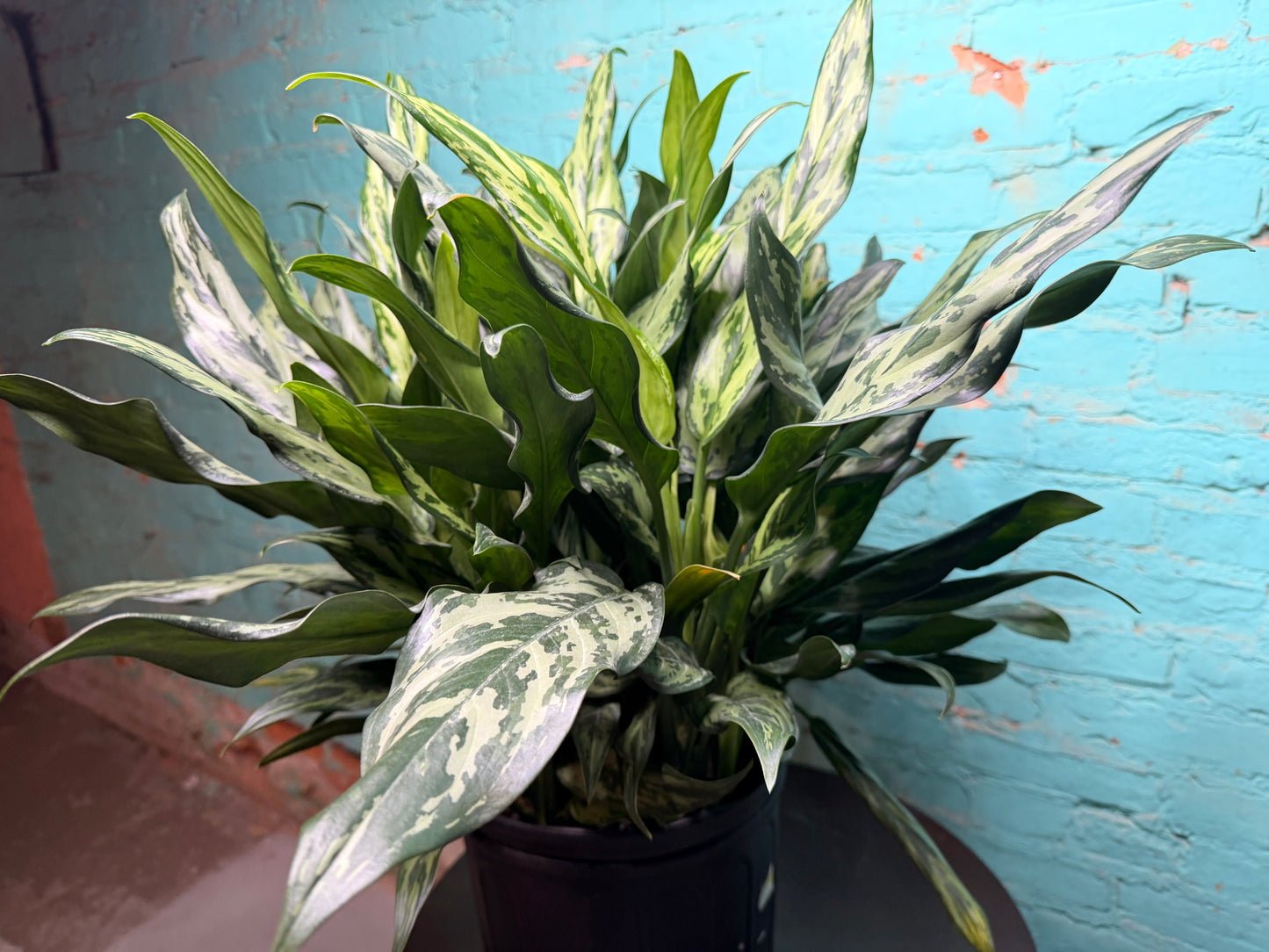 Aglaonema Maria 10”