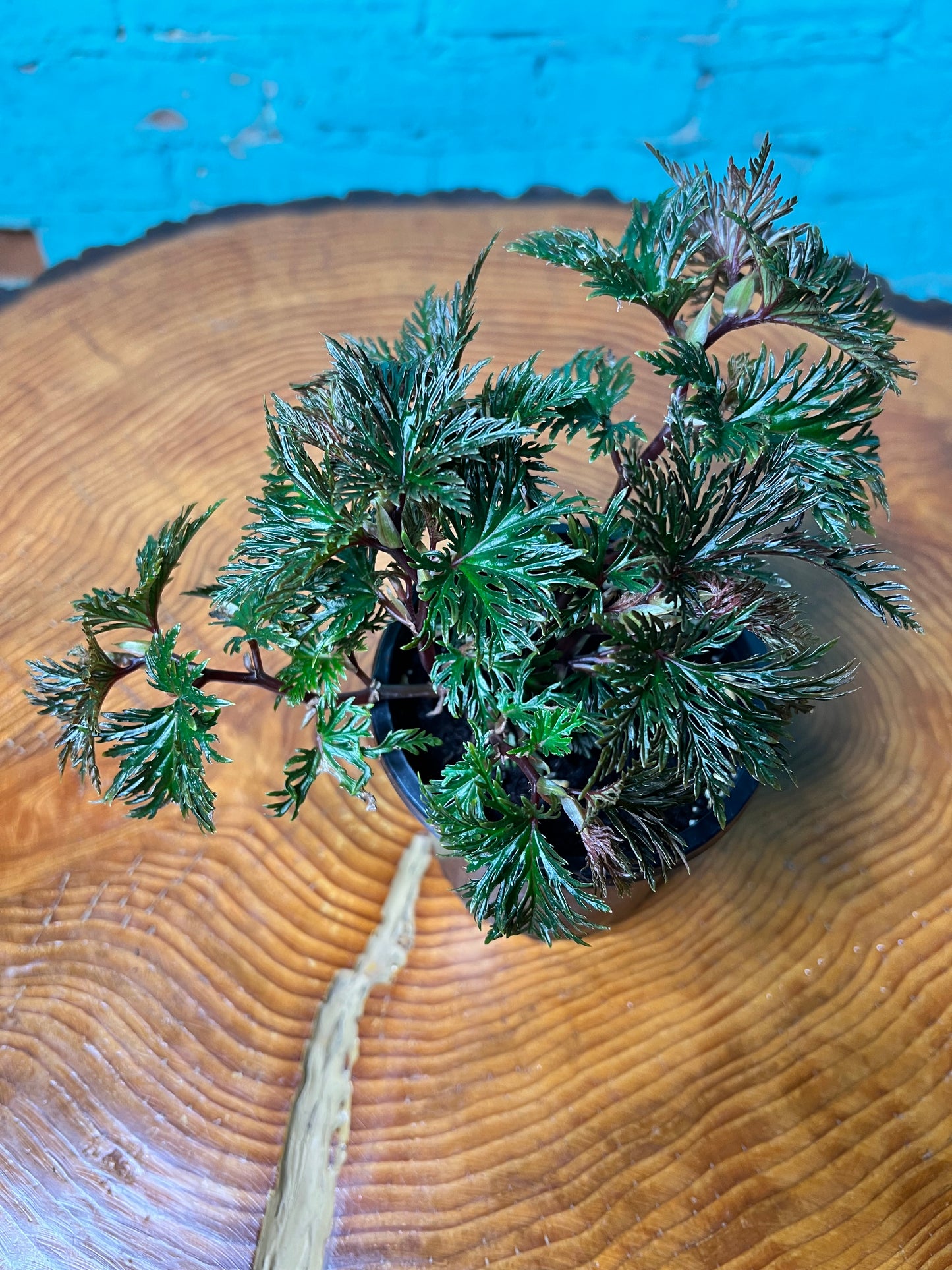 Begonia Fern Leaf