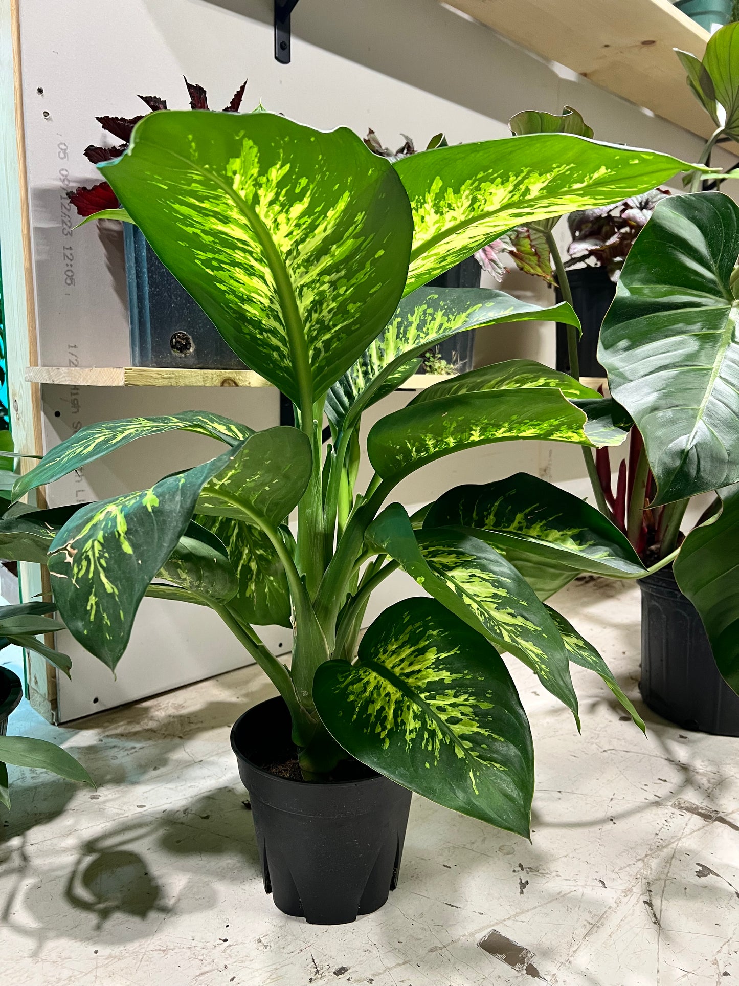 Dieffenbachia 8”