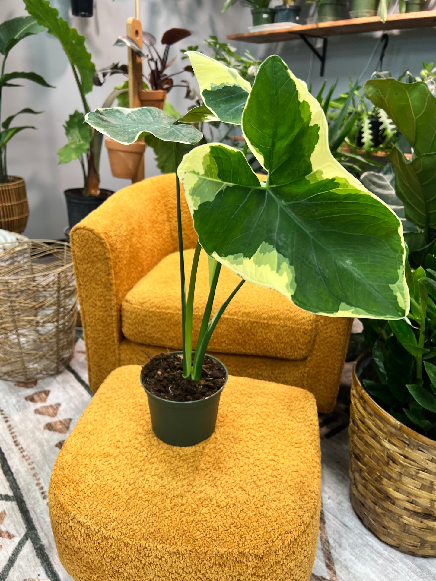 Alocasia-Mickey Mouse 6”