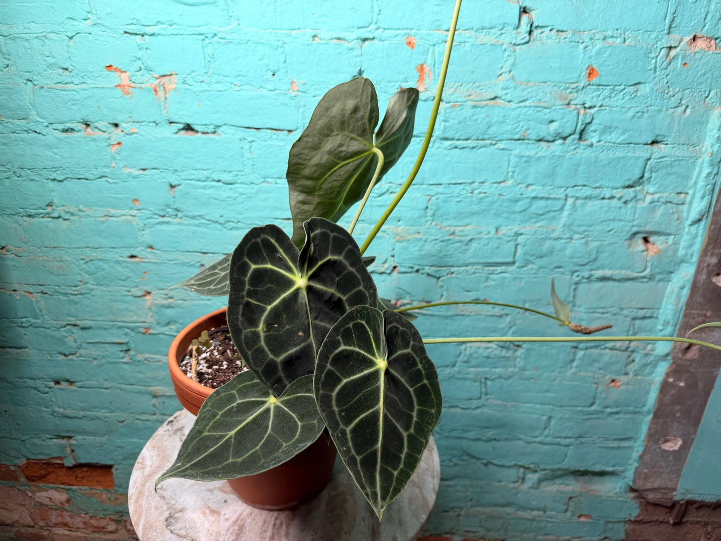 Anthurium Clarinervium 8” (Clay)