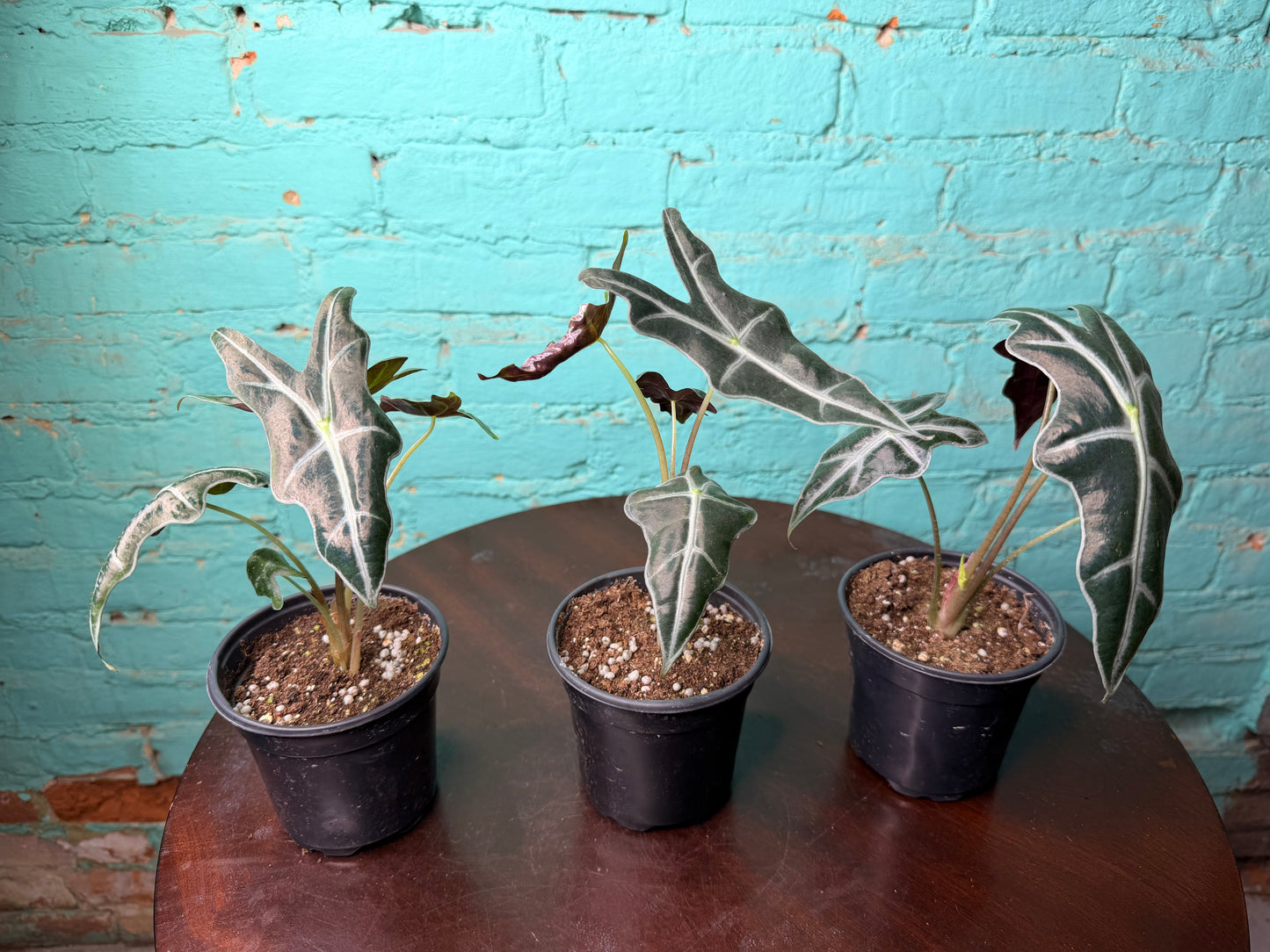 Alocasia Nobilis 4”