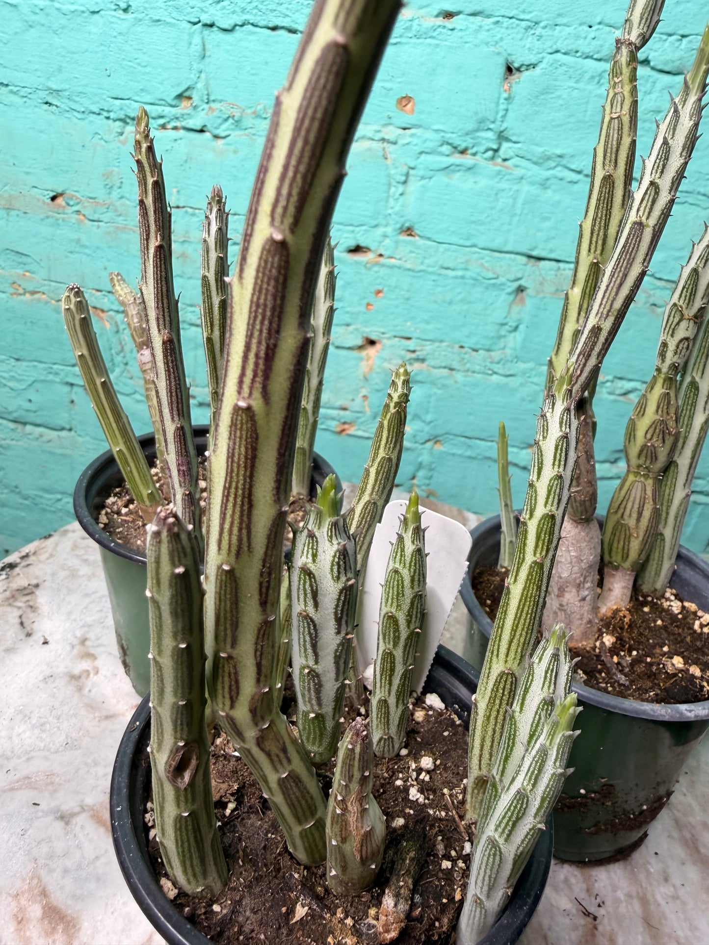 Senecio Stapeliiform 4”