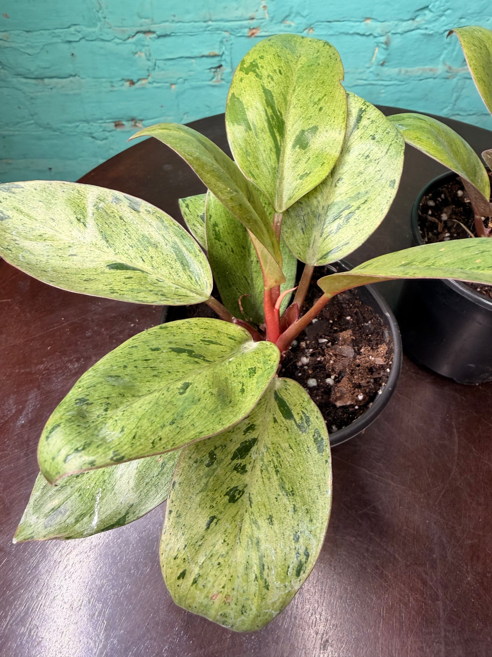 philodendron green congo marble variegated Philodendron ‘Congo Mint Marble’ 4”