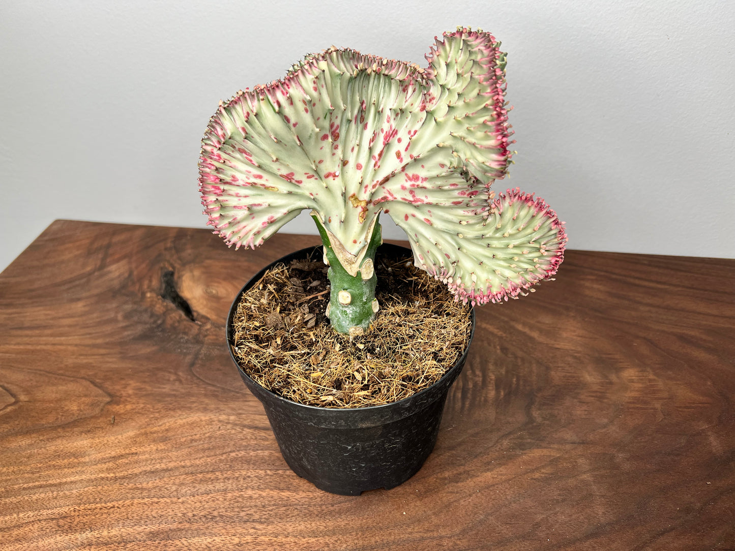 Mermaid Tail- Euphorbia Lactea