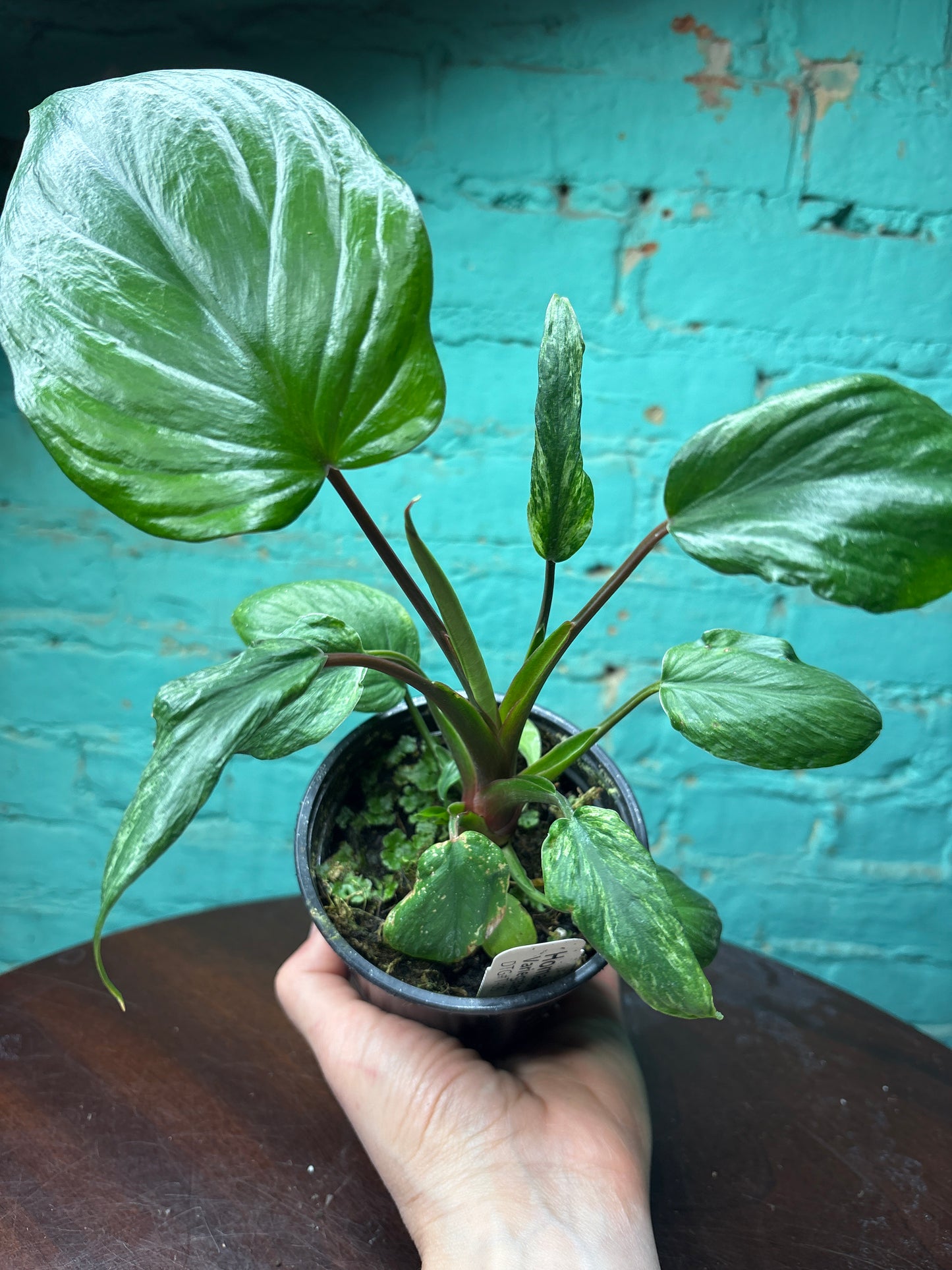 Homalomena Emerald Variegated 4”