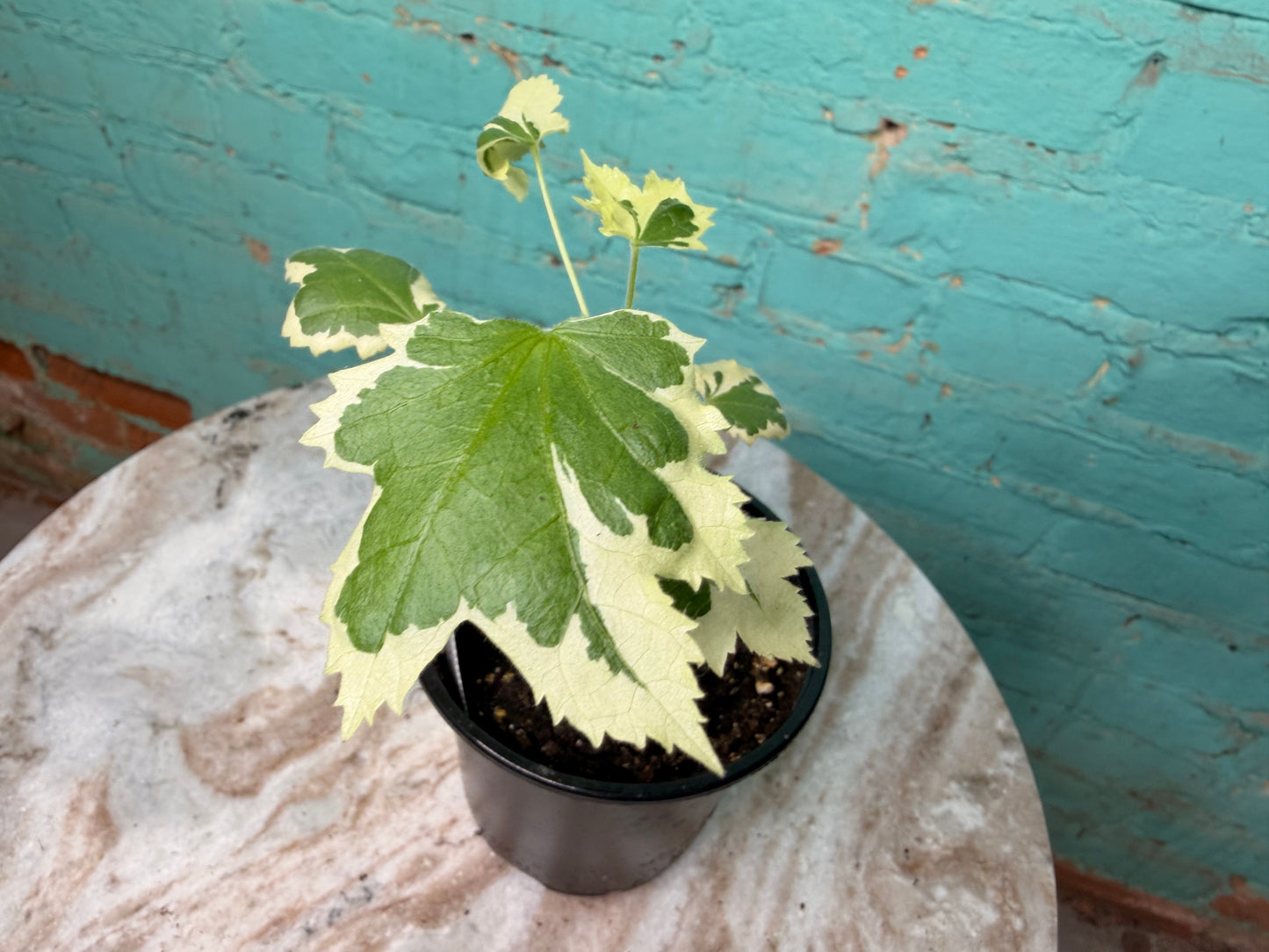 Abutilon Savitzii 4” ‘Variegated Flowering Maple’