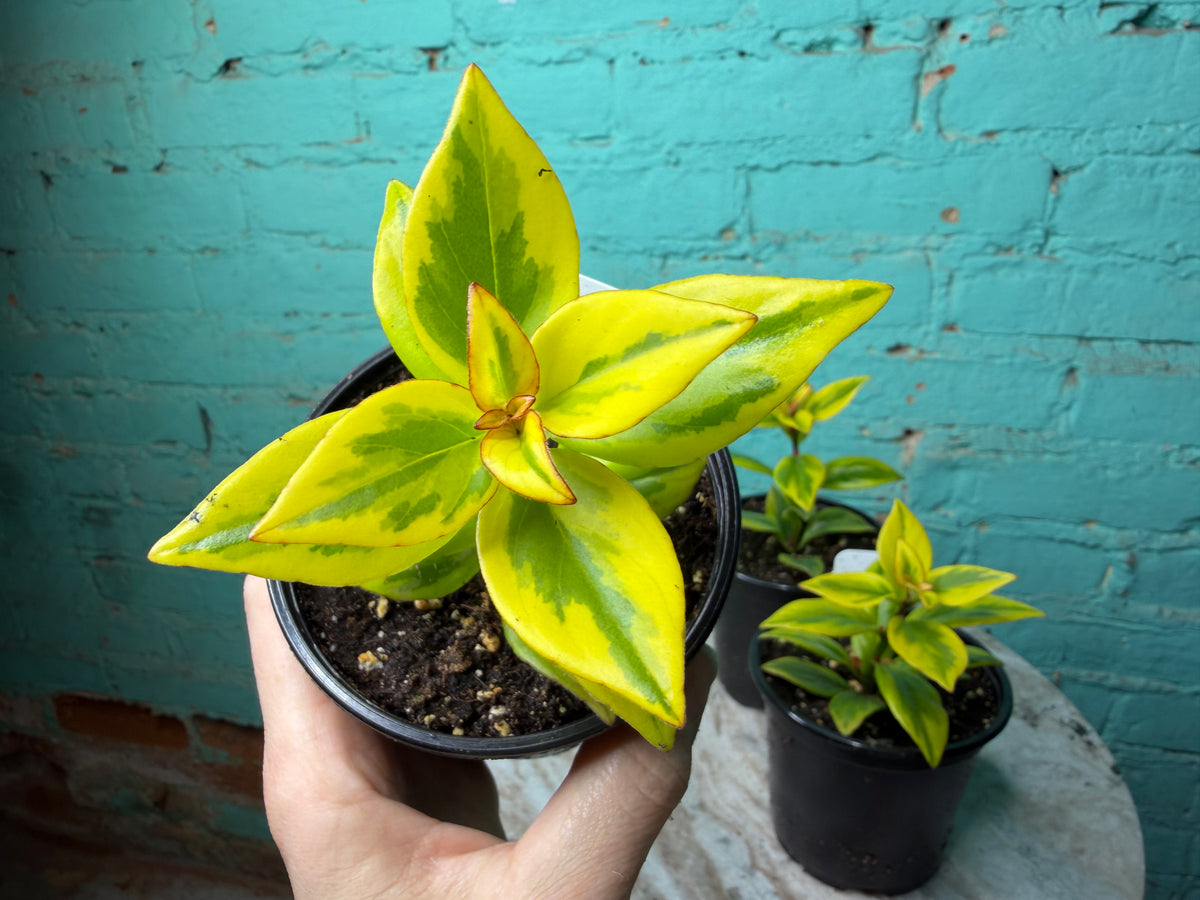 Nematanthus ‘Goldfish Plant’ Gold 4”