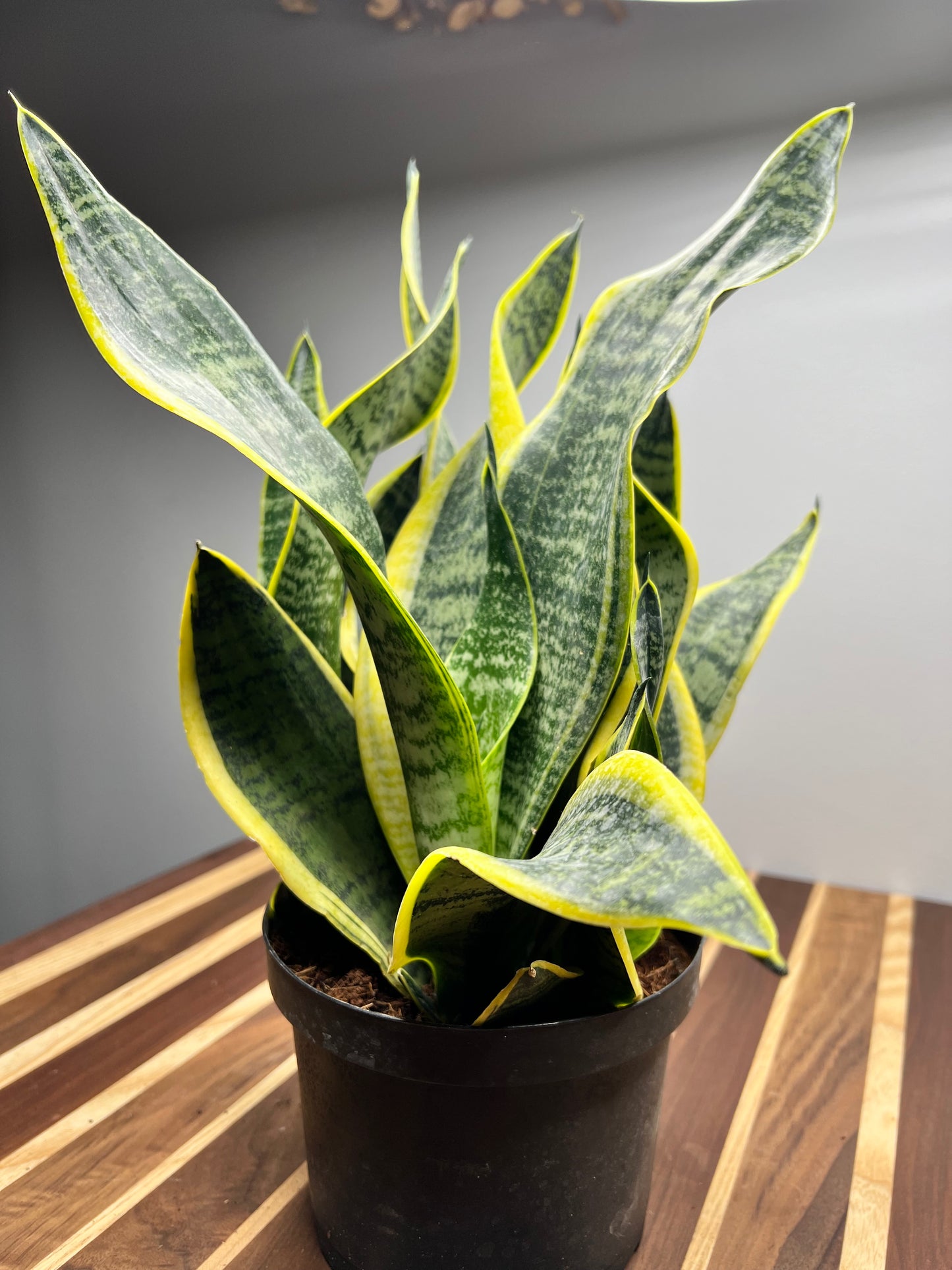 Snake Plant 6”