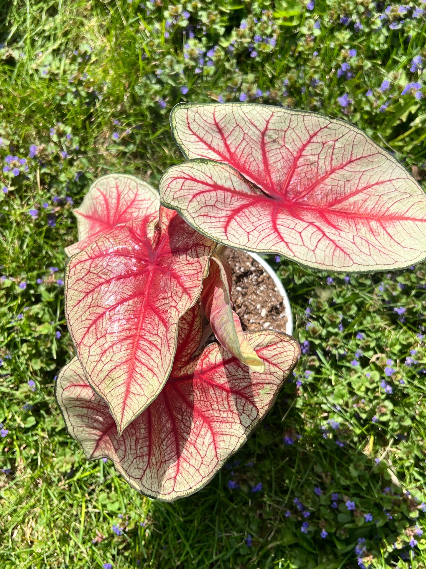 Caladiums 6” (multi bulbs)