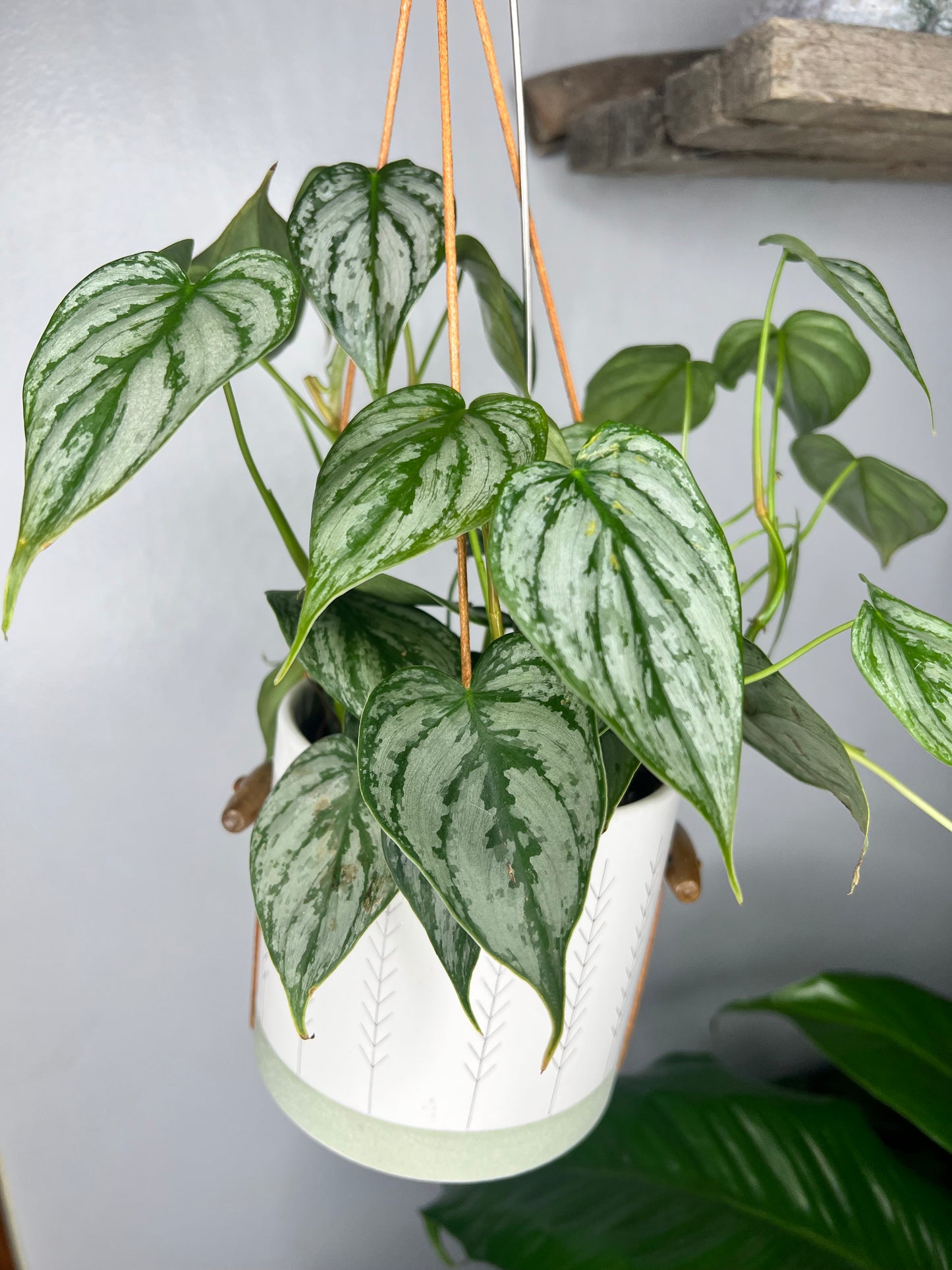 Philodendron Brandi 6” hanging ceramic pot