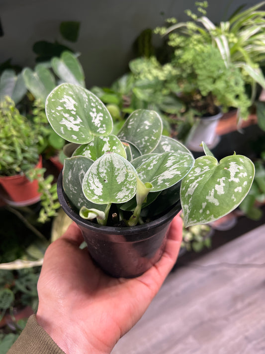 Scindapsus-Silvery Ann 4”