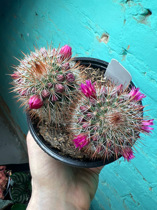 Mammillaria Spinosissima 4