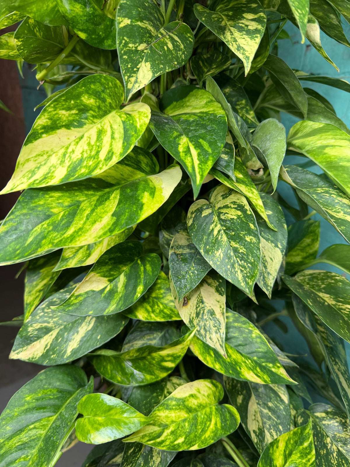 Epipremnum Pinnatum Yellow Flame 10” totem 47”
