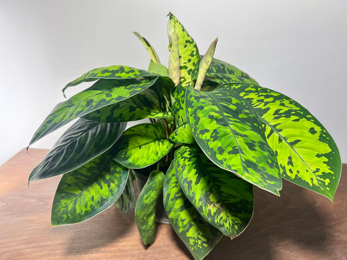 Homalomena Camouflage 6”