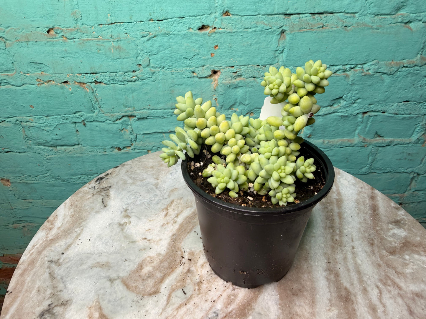 Sedum ‘Morganianum’ -Donkey Tail 4”