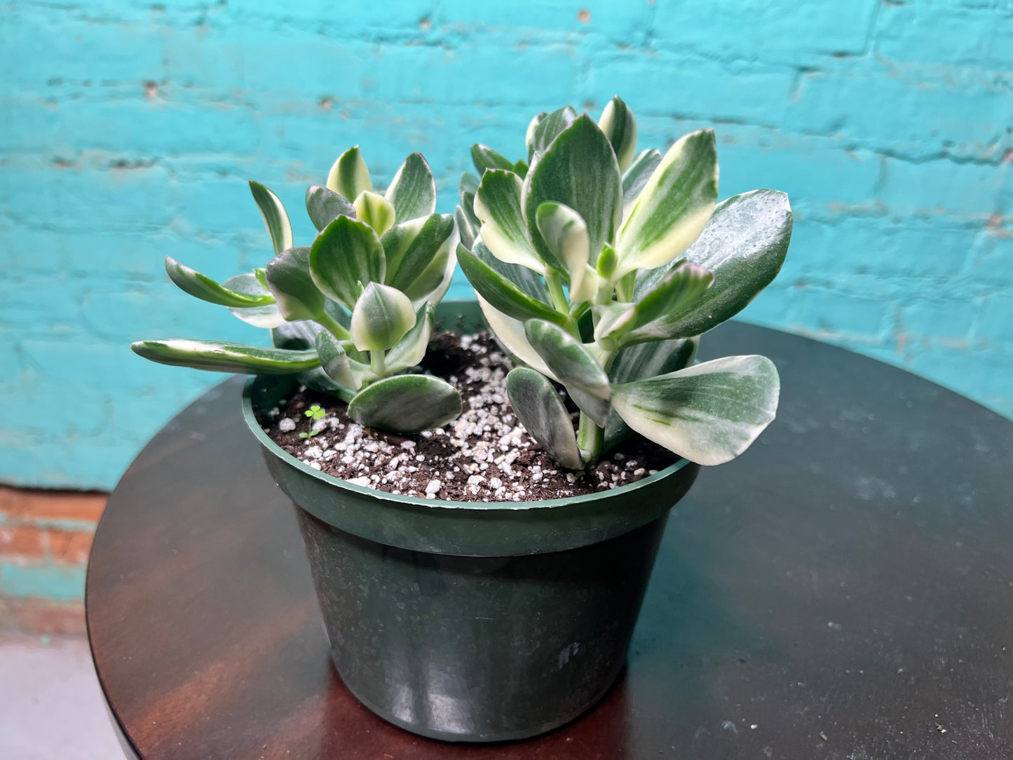 Jade Variegated 6”