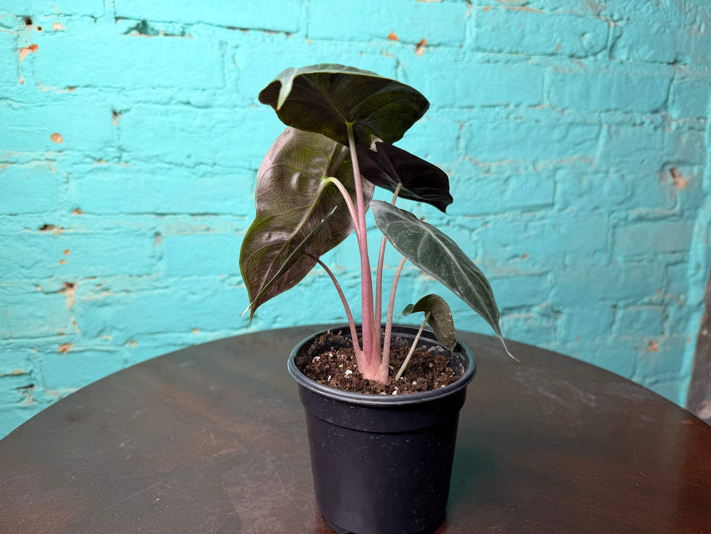 Alocasia Nairobi Nights 4”