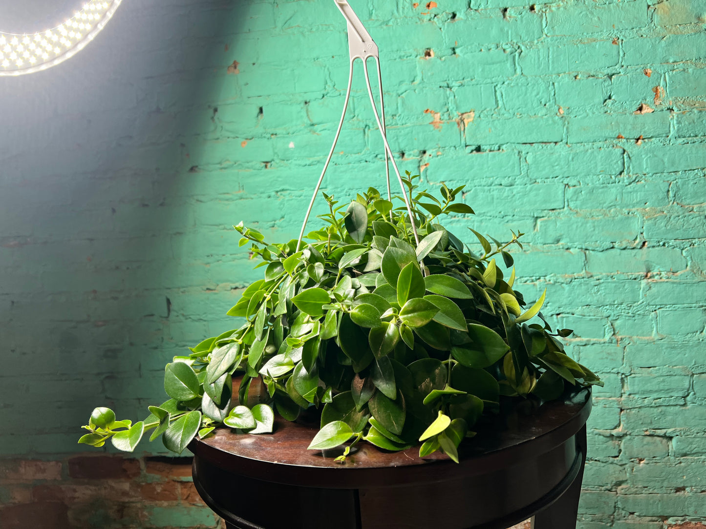 Lipstick Plant- Red 8” basket