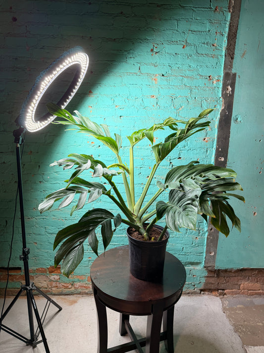 Monstera Pinnatipartita 10”