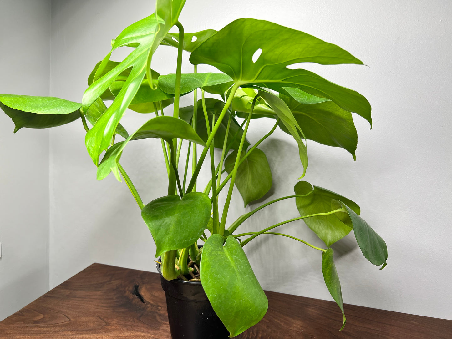 Monstera (6inch)