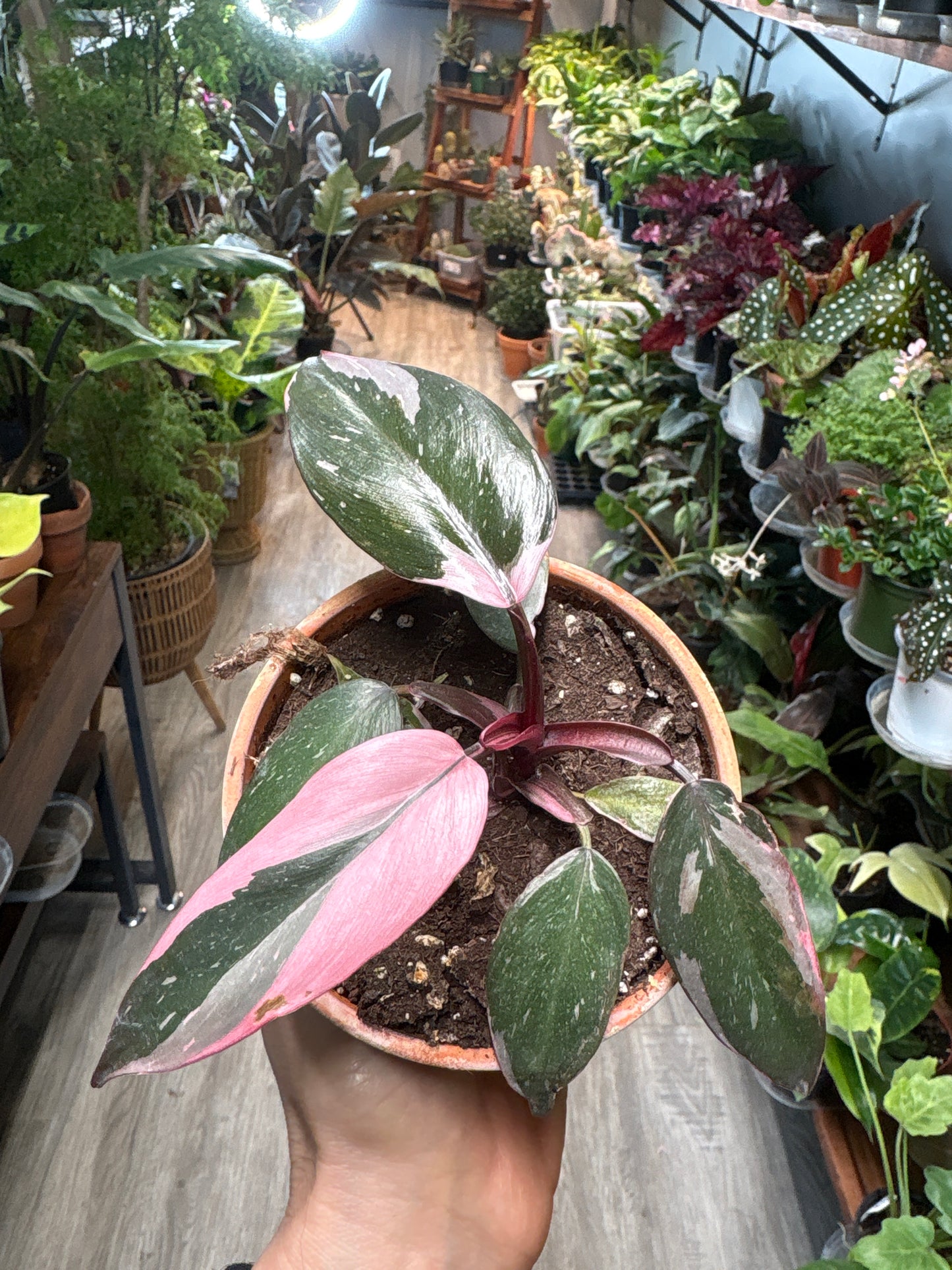 Philodendron Pink Marble Princess 4” (Clay)