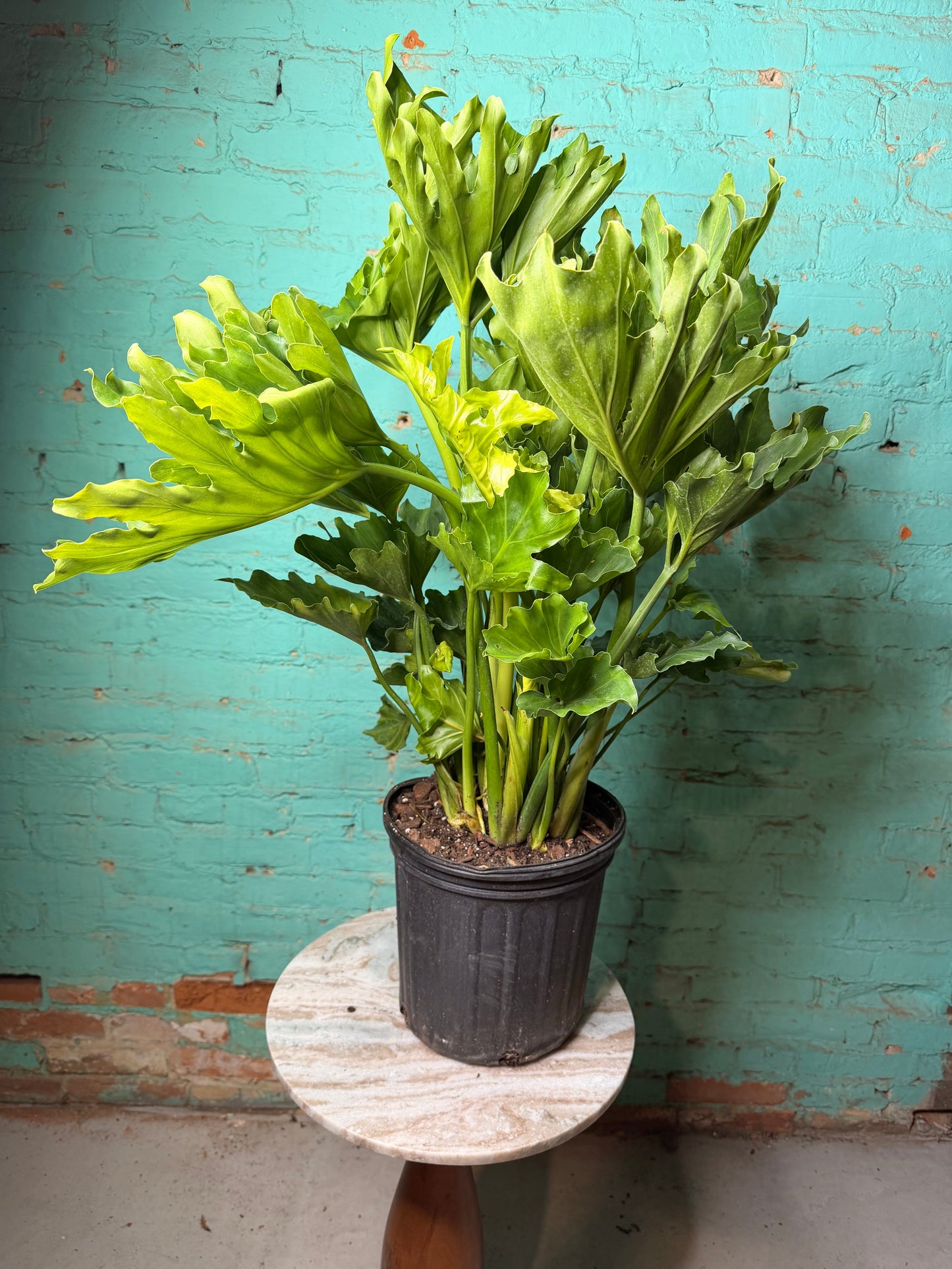 Philodendron Selloum -Hope 8”