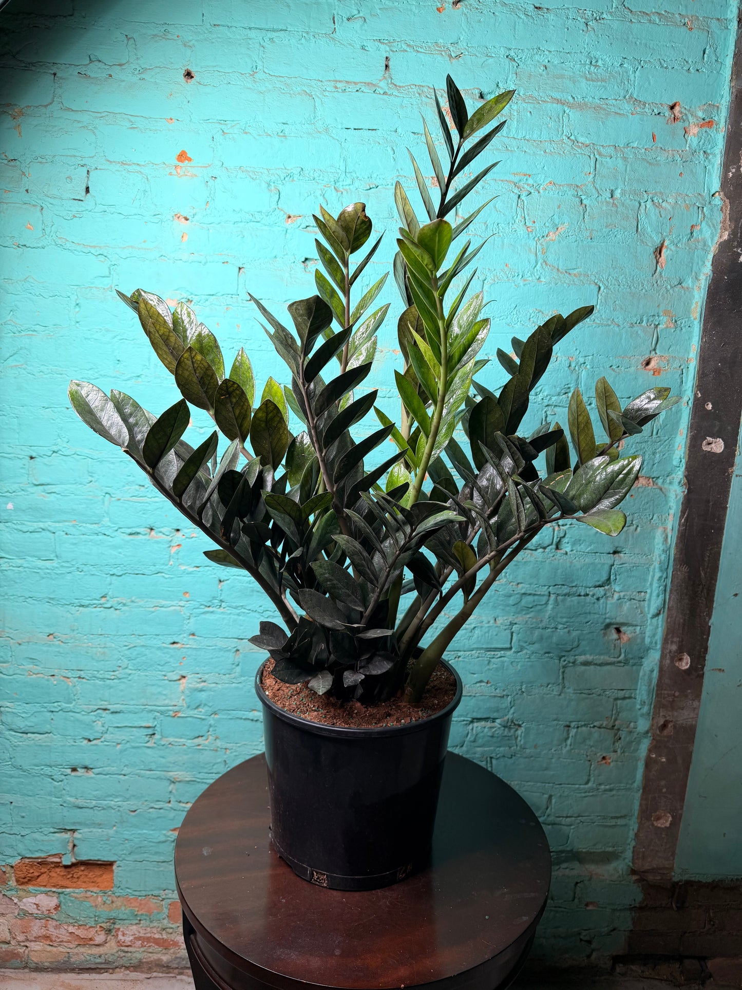Raven ZZ Plant 10”