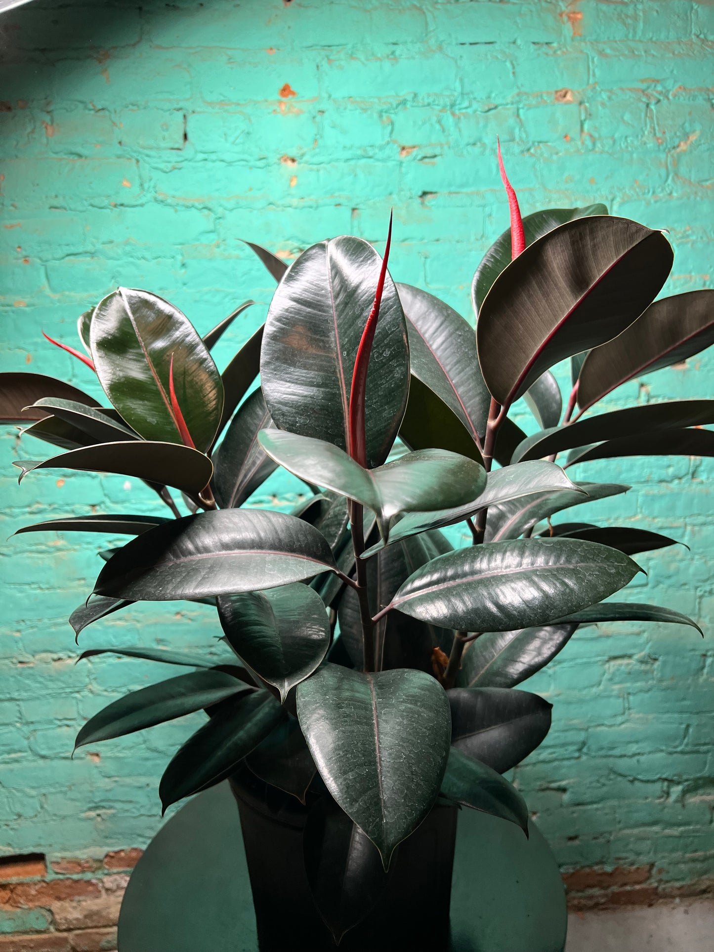 Rubber Tree-Burgundy 10”