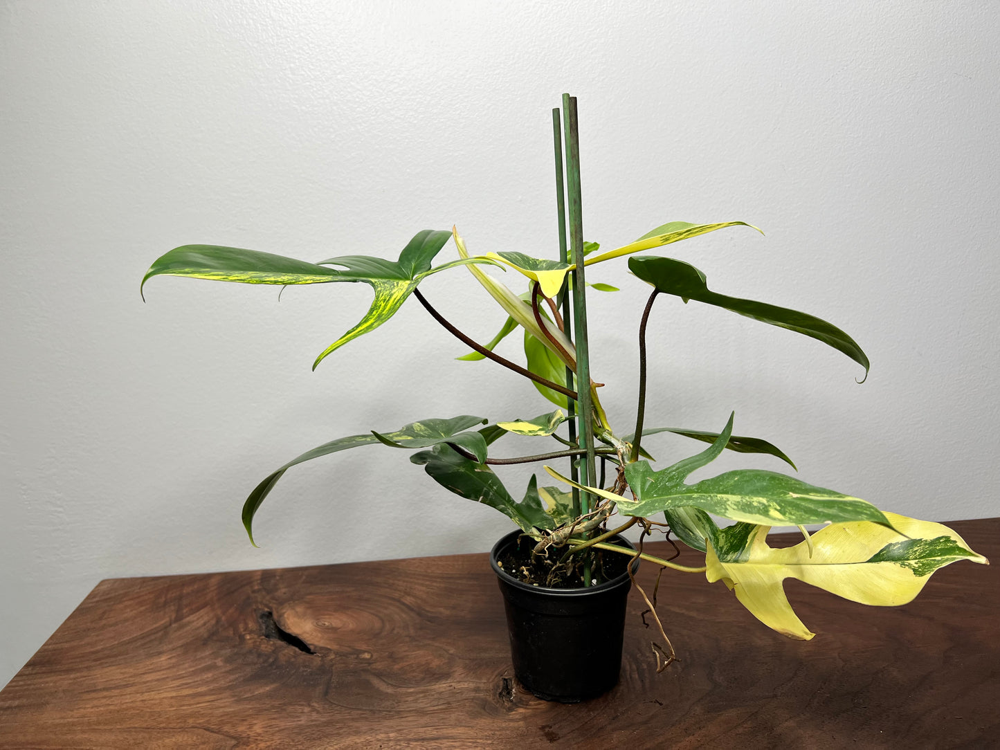 Philodendron Variegated Florida Beauty 6”