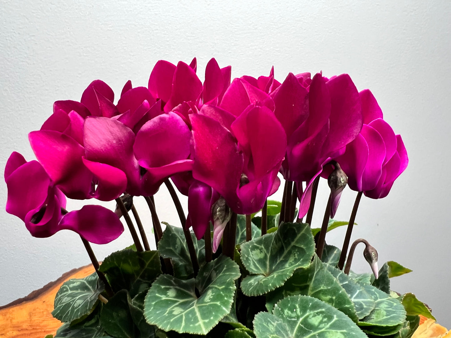 Cyclamen